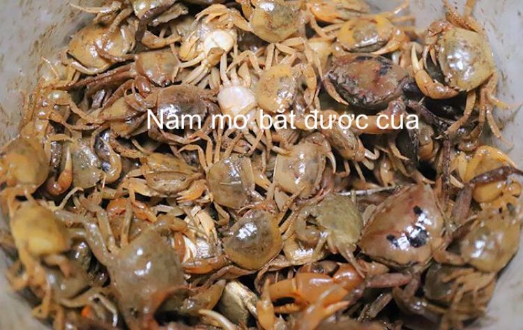 bắt được cua nên đánh con số mấy